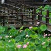 潮見坂平和公園、ハス、7月、夏の花、愛知県春日井市の観光・撮影スポットの画像と写真