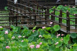 潮見坂平和公園、ハス、7月、夏の花、愛知県春日井市の観光・撮影スポットの画像と写真