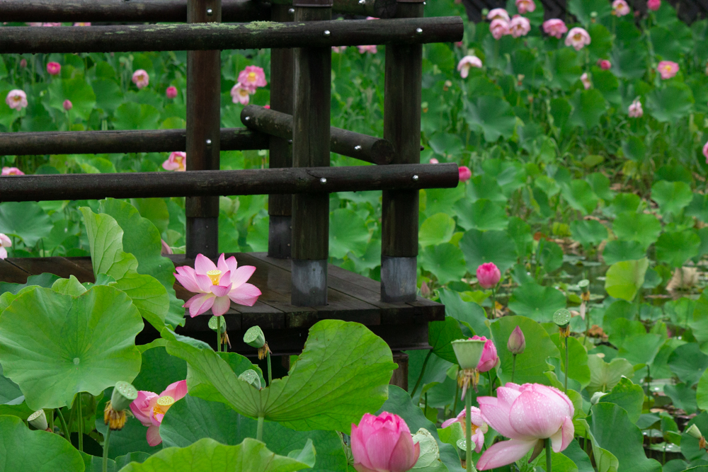 潮見坂平和公園、ハス、7月、夏の花、愛知県春日井市の観光・撮影スポットの画像と写真