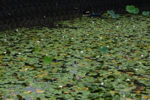 潮見坂平和公園、スイレン、7月、夏の花、愛知県春日井市の観光・撮影スポットの画像と写真