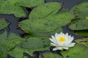潮見坂平和公園、スイレン、7月、夏の花、愛知県春日井市の観光・撮影スポットの画像と写真