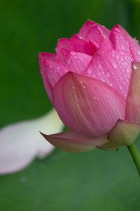 潮見坂平和公園、ハス、7月、夏の花、愛知県春日井市の観光・撮影スポットの画像と写真