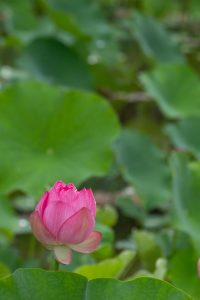 潮見坂平和公園、ハス、7月、夏の花、愛知県春日井市の観光・撮影スポットの画像と写真