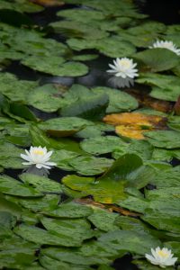潮見坂平和公園、スイレン、7月、夏の花、愛知県春日井市の観光・撮影スポットの画像と写真