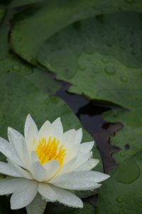 潮見坂平和公園、スイレン、7月、夏の花、愛知県春日井市の観光・撮影スポットの画像と写真