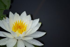 潮見坂平和公園、スイレン、7月、夏の花、愛知県春日井市の観光・撮影スポットの画像と写真