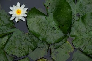 潮見坂平和公園、スイレン、7月、夏の花、愛知県春日井市の観光・撮影スポットの画像と写真