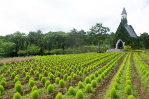 牧歌の里、コキア、7月8月の夏の花、岐阜県郡上市の観光・撮影スポットの画像と写真