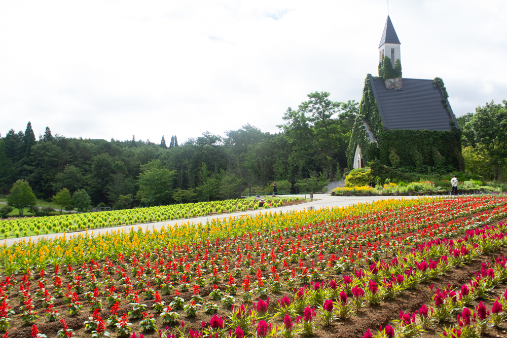 牧歌の里、虹色の花畑、7月8月の夏の花、岐阜県郡上市の観光・撮影スポットの画像と写真