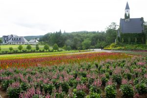 牧歌の里、虹色の花畑、7月8月の夏の花、岐阜県郡上市の観光・撮影スポットの画像と写真