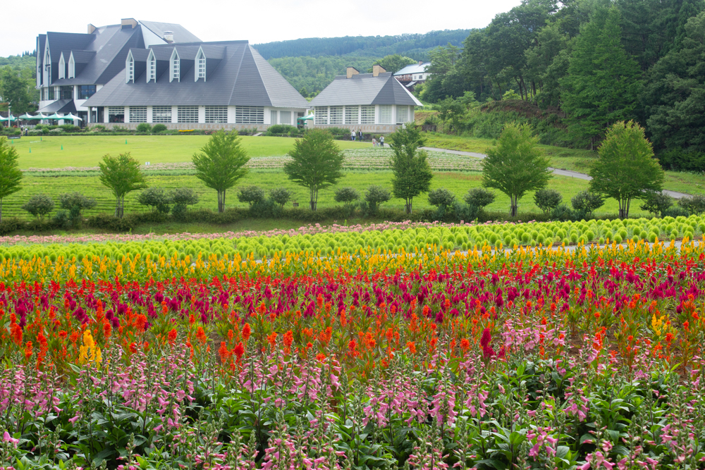 牧歌の里、虹色の花畑、7月8月の夏の花、岐阜県郡上市の観光・撮影スポットの画像と写真