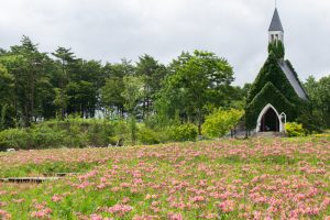 牧歌の里、アルストロメリア、7月8月の夏の花、岐阜県郡上市の観光・撮影スポットの画像と写真