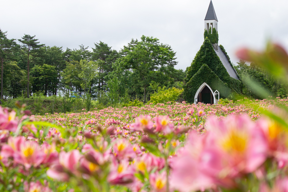 牧歌の里、アルストロメリア、7月8月の夏の花、岐阜県郡上市の観光・撮影スポットの画像と写真