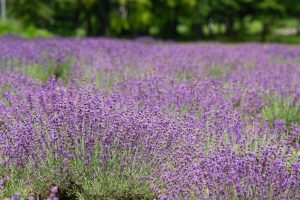 牧歌の里、ラベンダー、7月8月の夏の花、岐阜県郡上市の観光・撮影スポットの画像と写真