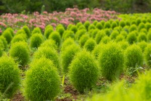 牧歌の里、コキア、7月8月の夏の花、岐阜県郡上市の観光・撮影スポットの画像と写真