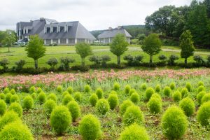 牧歌の里、コキア、7月8月の夏の花、岐阜県郡上市の観光・撮影スポットの画像と写真