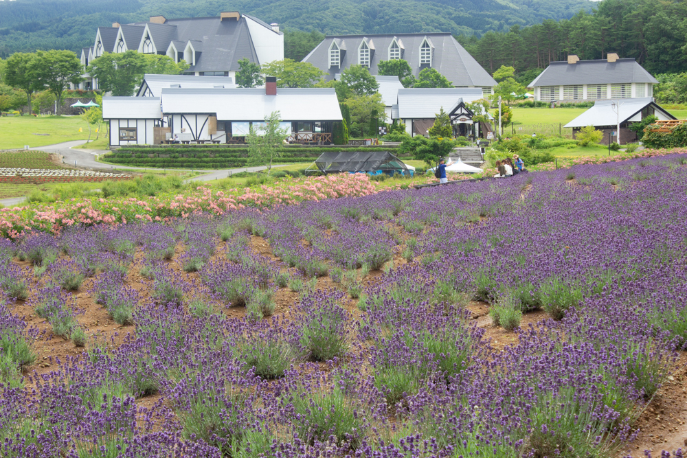 牧歌の里、ラベンダー、7月8月の夏の花、岐阜県郡上市の観光・撮影スポットの画像と写真