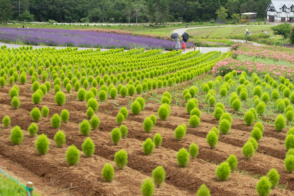 牧歌の里、コキア、7月8月の夏の花、岐阜県郡上市の観光・撮影スポットの画像と写真