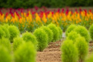 牧歌の里、コキア、7月8月の夏の花、岐阜県郡上市の観光・撮影スポットの画像と写真