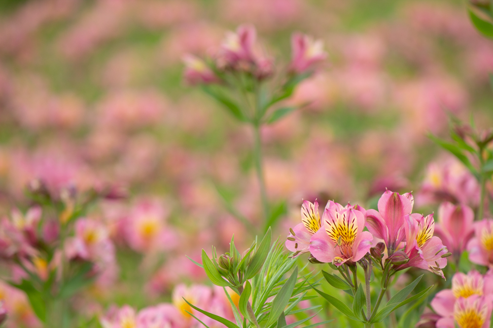 牧歌の里、アルストロメリア、7月8月の夏の花、岐阜県郡上市の観光・撮影スポットの画像と写真