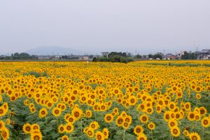 いちのえだ田園フラワー フェスタ　ひまわり畑　7月の夏の花　岐阜県羽島市の観光・撮影スポットの画像と写真
