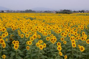 いちのえだ田園フラワー フェスタ　ひまわり畑　7月の夏の花　岐阜県羽島市の観光・撮影スポットの画像と写真