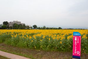 いちのえだ田園フラワー フェスタ　ひまわり畑　7月の夏の花　岐阜県羽島市の観光・撮影スポットの画像と写真