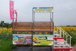 いちのえだ田園フラワー フェスタ　ひまわり畑　7月の夏の花　岐阜県羽島市の観光・撮影スポットの画像と写真