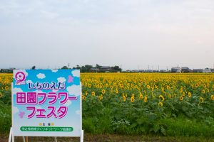 いちのえだ田園フラワー フェスタ　ひまわり畑　7月の夏の花　岐阜県羽島市の観光・撮影スポットの画像と写真
