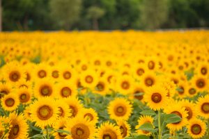 いちのえだ田園フラワー フェスタ　ひまわり畑　7月の夏の花　岐阜県羽島市の観光・撮影スポいちのえだ田園フラワー フェスタ　ひまわり畑　7月の夏の花　岐阜県羽島市の観光・撮影スポットの画像と写真