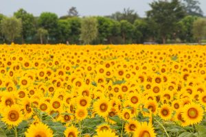 いちのえだ田園フラワー フェスタ　ひまわり畑　7月の夏の花　岐阜県羽島市の観光・撮影スポットの画像と写真