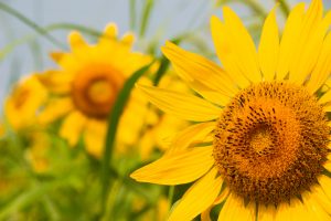 愛知牧場　ひまわり　8月の夏の花　愛知県日進市の観光・撮影スポットの名所