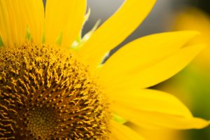 愛知牧場　ひまわり　8月の夏の花　愛知県日進市の観光・撮影スポットの名所