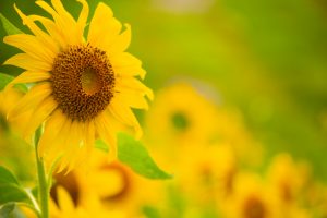 愛知牧場　ひまわり　8月の夏の花　愛知県日進市の観光・撮影スポットの名所