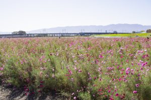 大垣コスモス畑（大垣市平町）10月の秋の花　岐阜県大垣市の観光・撮影スポットの画像と写真