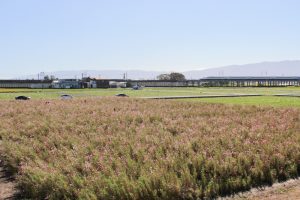 大垣コスモス畑（大垣市平町）10月の秋の花　岐阜県大垣市の観光・撮影スポットの画像と写真大垣コスモス畑（大垣市平町）10月の秋の花　岐阜県大垣市の観光・撮影スポットの画像と写真