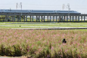 大垣コスモス畑（大垣市平町）10月の秋の花　岐阜県大垣市の観光・撮影ス大垣コスモス畑（大垣市平町）10月の秋の花　岐阜県大垣市の観光・撮影スポットの画像と写真