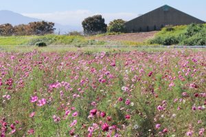 大垣コスモス畑（大垣市平町）10月の秋の花　岐阜県大垣市の観光・撮影スポットの画像と写真