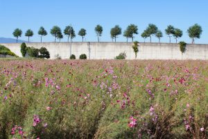 大垣コスモス畑（大垣市平町）10月の秋の花　岐阜県大垣市の観光・撮影スポットの画像と写真
