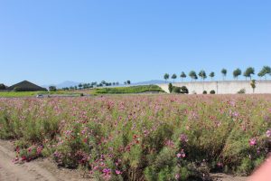 大垣コスモス畑（大垣市平町）10月の秋の花　岐阜県大垣市の観光・撮影スポットの画像と写真