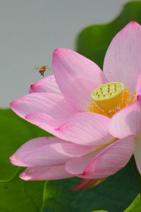 三ツ又ふれあい公園　ハス　7月の夏の花　愛知県春日井市の観光・撮影スポットの画像と写真三ツ又ふれあい公園　ハス　7月の夏の花　愛知県春日井市の観光・撮影スポットの画像と写真