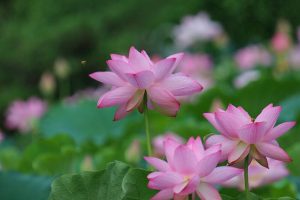 三ツ又ふれあい公園　ハス　7月の夏の花　愛知県春日井市の観光・撮影スポットの画像と写真