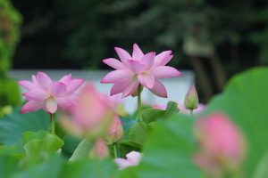 三ツ又ふれあい公園　ハス　7月の夏の花　愛知県春日井市の観光・撮影スポットの画像と写真