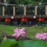 三ツ又ふれあい公園　ハス　7月の夏の花　愛知県春日井市の観光・撮影スポットの画像と写真