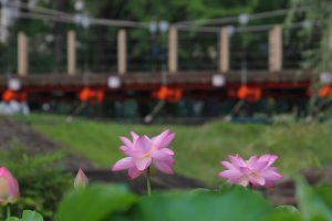 三ツ又ふれあい公園　ハス　7月の夏の花　愛知県春日井市の観光・撮影スポットの画像と写真