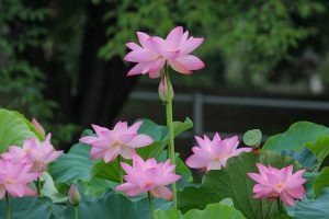 三ツ又ふれあい公園　ハス　7月の夏の花　愛知県春日井市の観光・撮影スポットの画像と写真