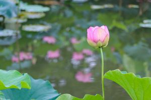 三ツ又ふれあい公園　ハス　7月の夏の花　愛知県春日井市の観光・撮影スポットの画像と写真