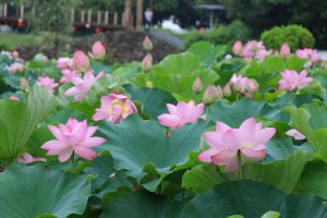 三ツ又ふれあい公園　ハス　7月の夏の花　愛知県春日井市の観光・撮影スポットの画像と写真