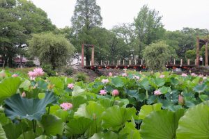三ツ又ふれあい公園　ハス　7月の夏の花　愛知県春日井市の観光・撮影スポットの画像と写真
