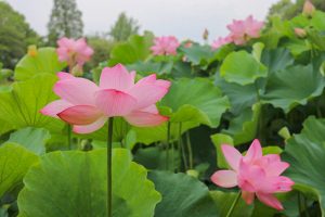 三ツ又ふれあい公園　ハス　7月の夏の花　愛知県春日井市の観光・撮影スポットの画像と写真